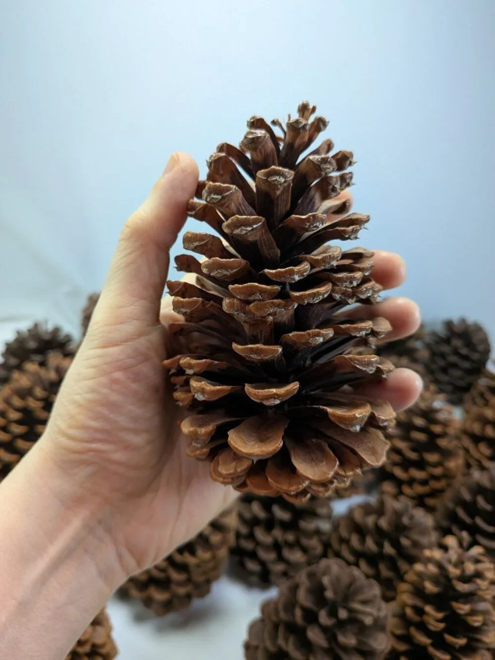 30 Natural Pinecones Lot 3